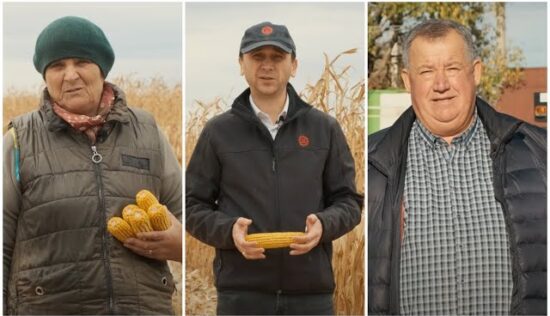 VIDEO. Fermieri: Hibrizii de porumb LG 31.330 și LG 31.377 oferă recolte stabile în condiții dificile