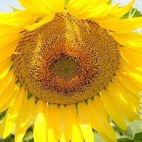 floarea soarelui lg 5463