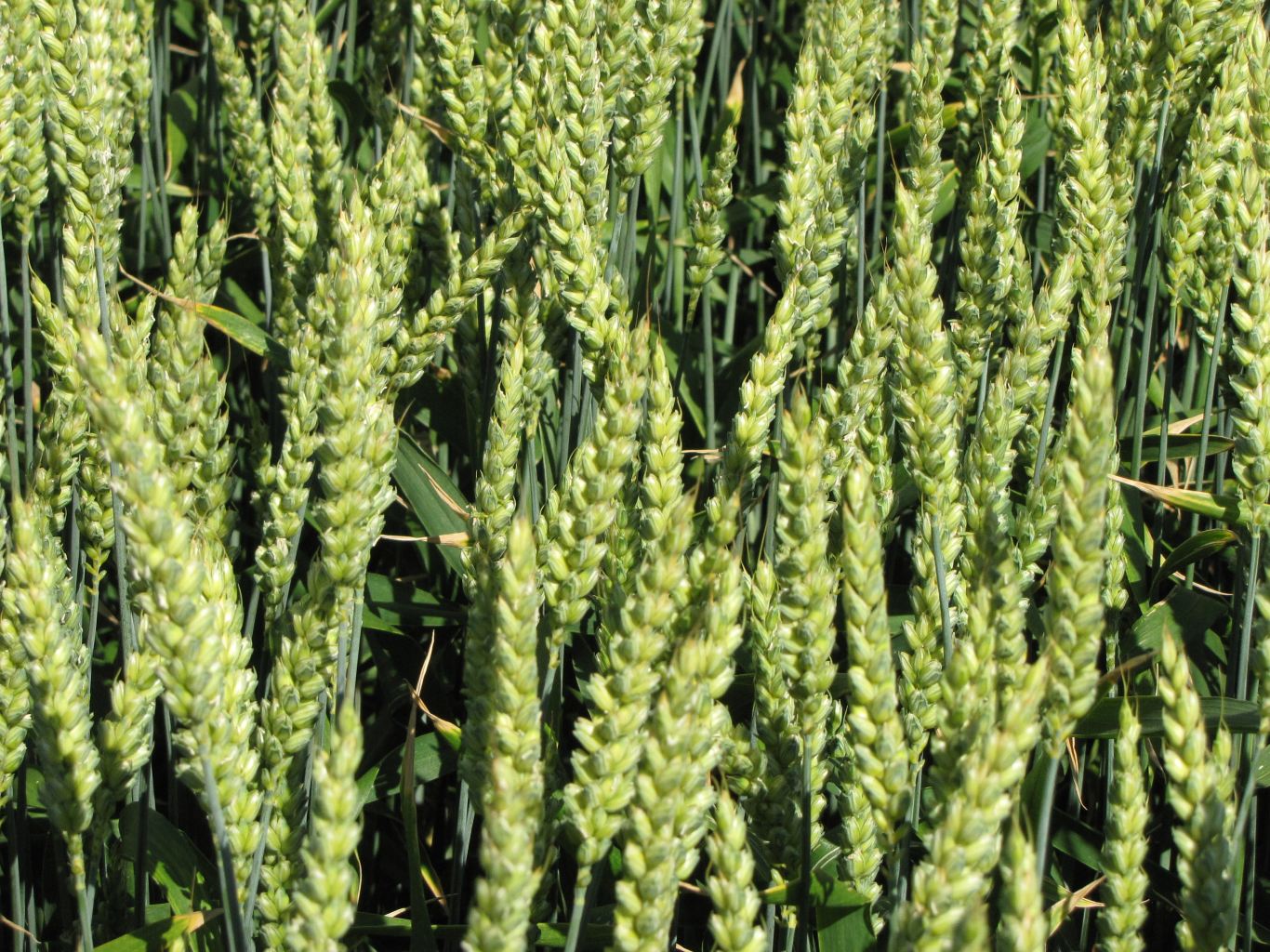 APACHE - Lgseeds